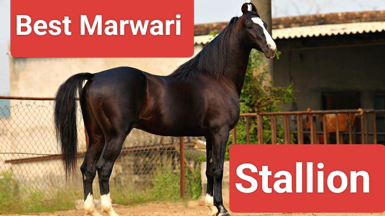 Top Marwari horse stallion Horses of india #shorts #viral #youtubeshorts 