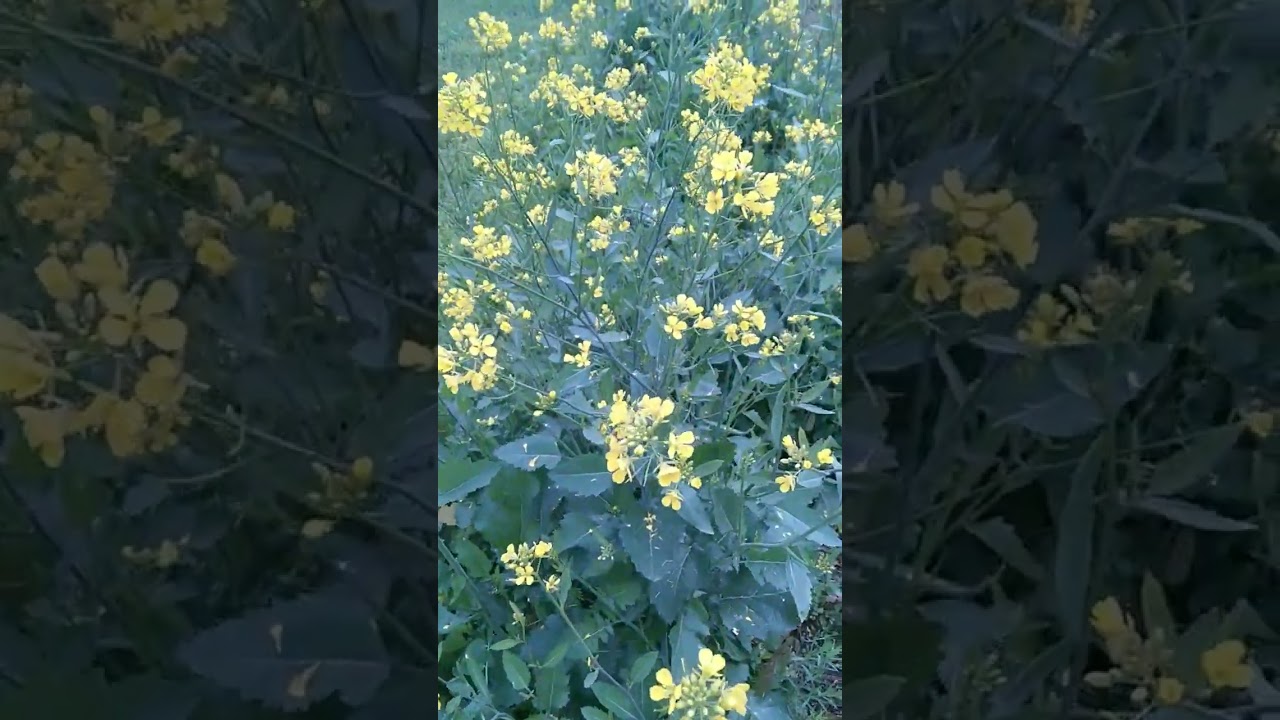hamare gaon ka sarson ka khet