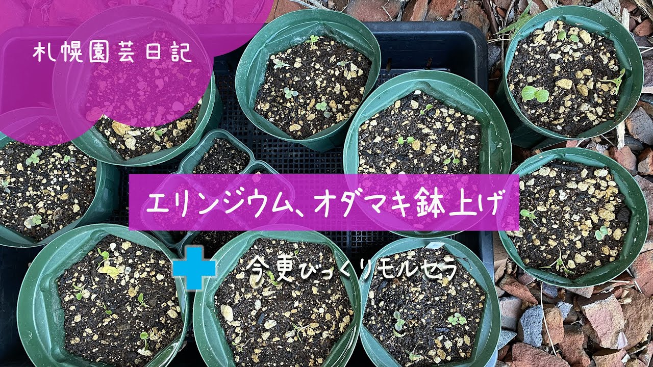 エリンジウムと西洋オダマキ鉢上げ／札幌園芸日記