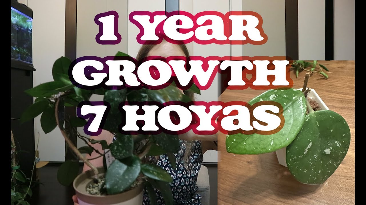 1 year growth - 7 hoya plants: June 2023 to June 2024