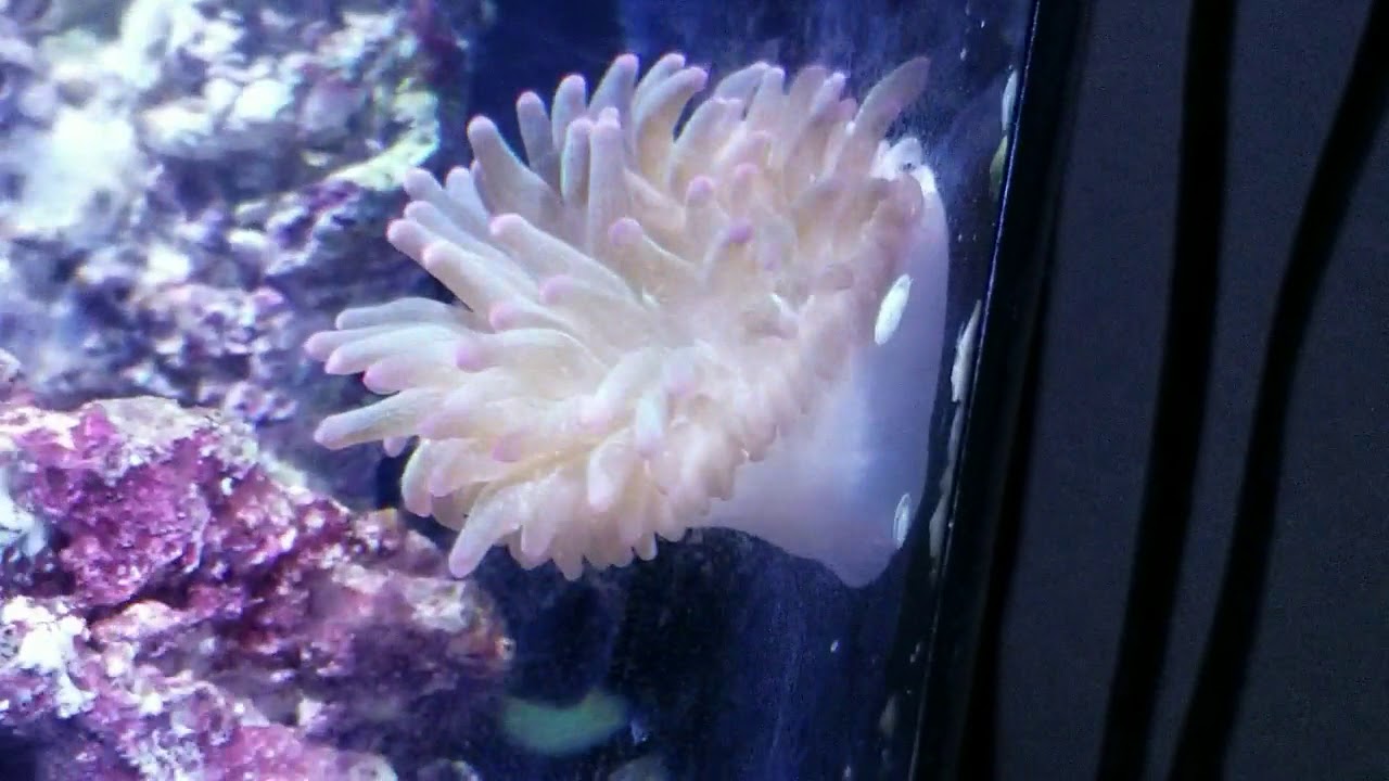 Bubble Tip Anemone and Extreme Misbar Black Ocellaris Clownfish
