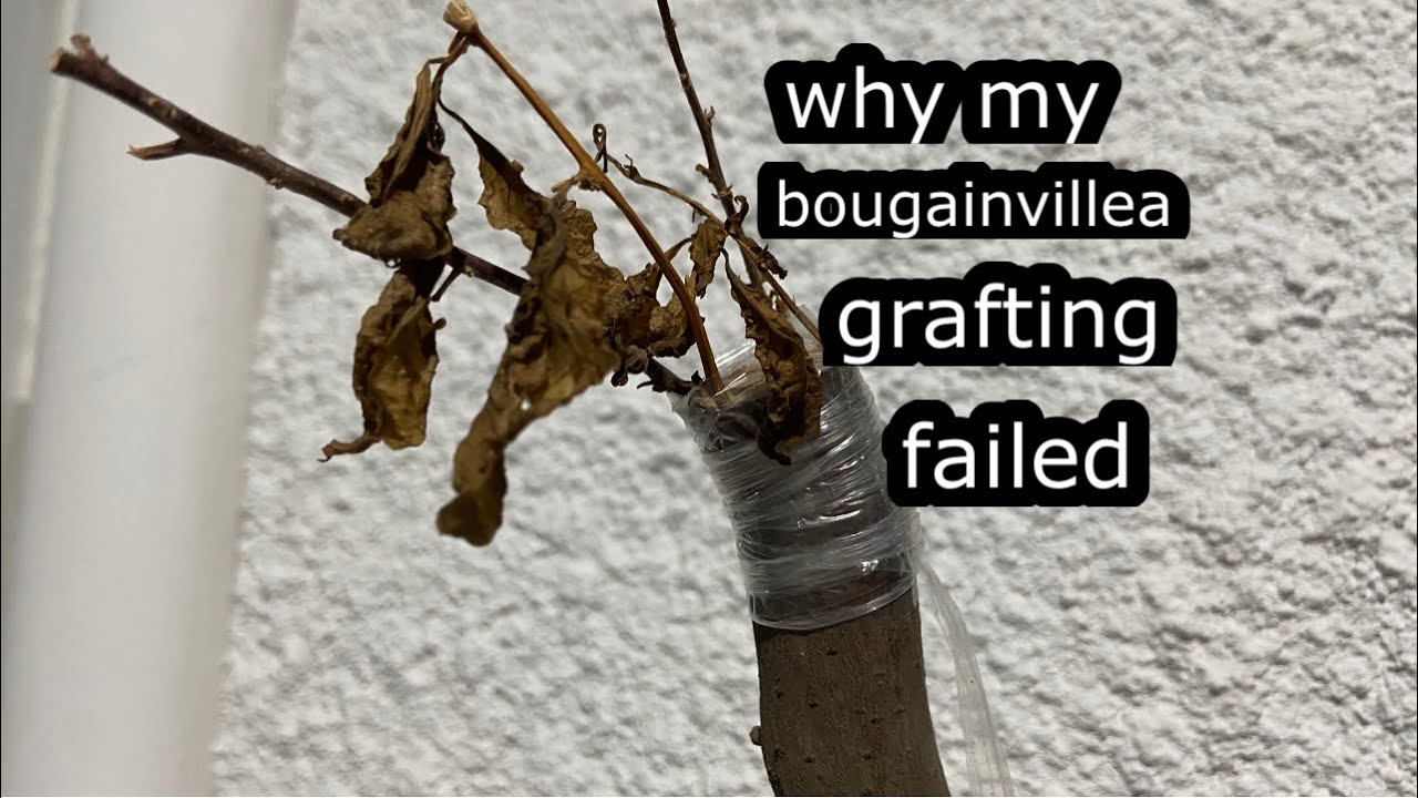 why my bougainvillea grafting failed and how to remedy it