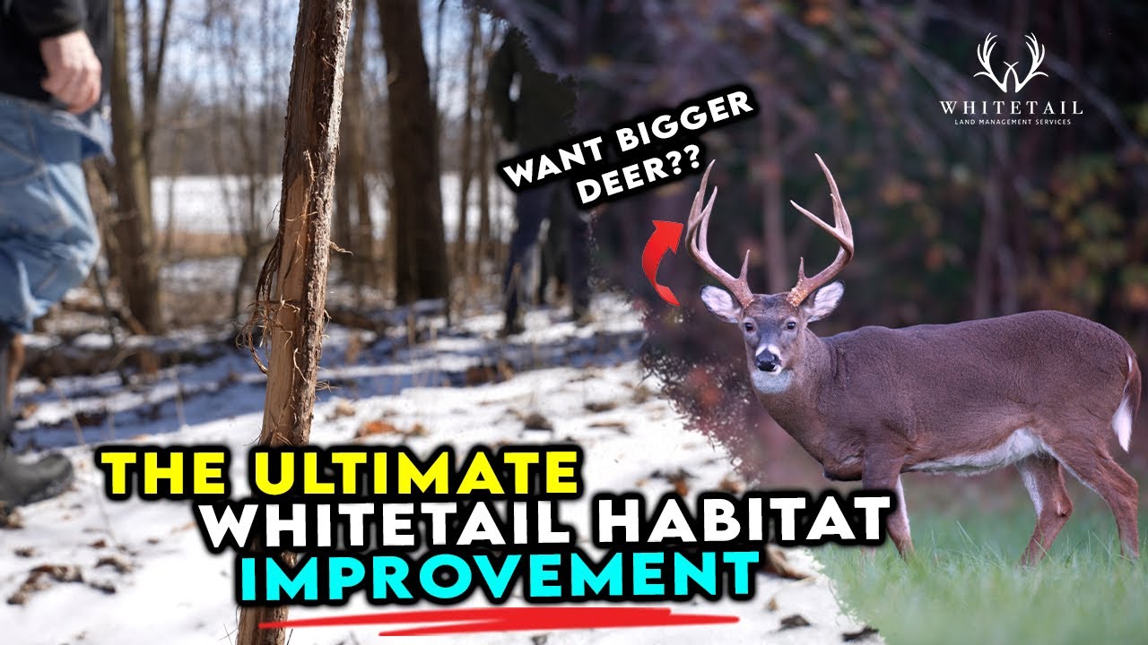The ULTIMATE Whitetail Habitat Improvement!!