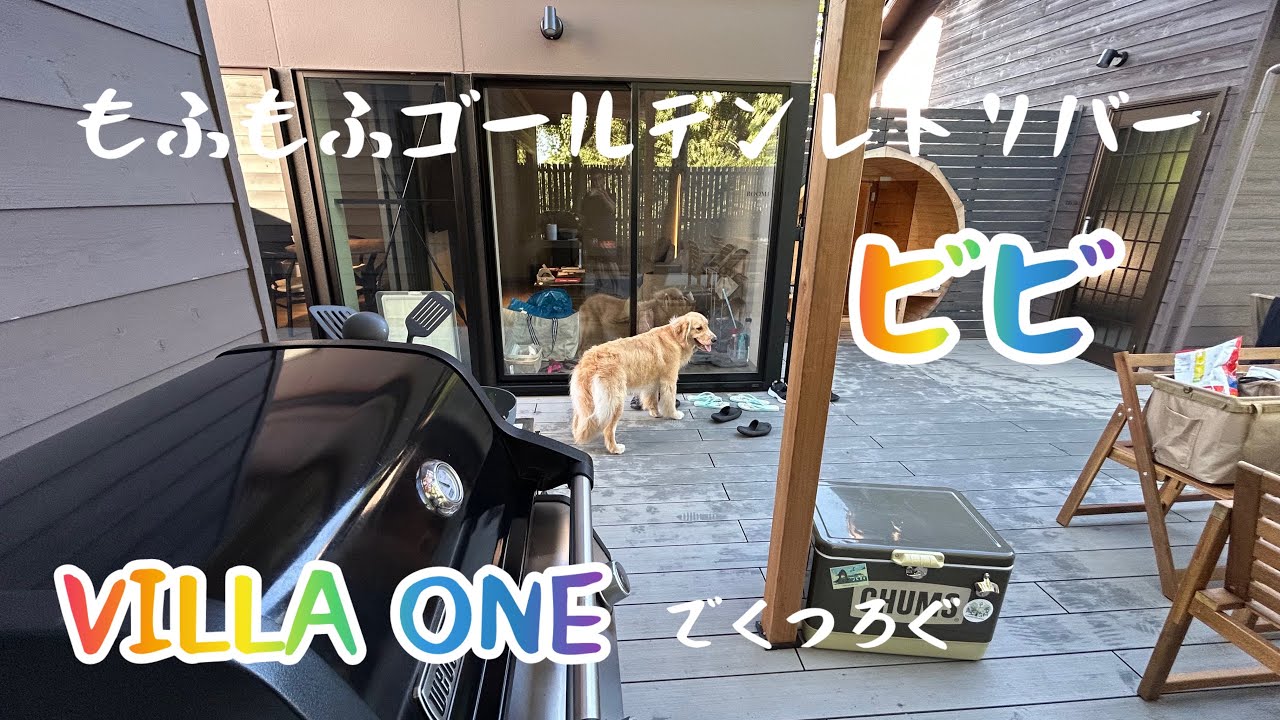 【VILLA ONE】もふもふゴールデンのビビ　VILLA ONEで優雅にすごす