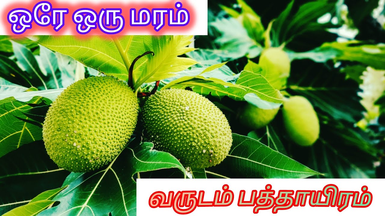 நிழலுக்காக நட்ட கறி பலா மரம் வருடம் பத்தாயிரம் வருமானம் தருகிறது #organic