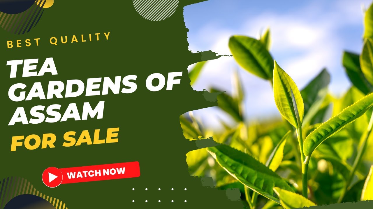 Best Quality Tea Gardens Of Assam For Sale
