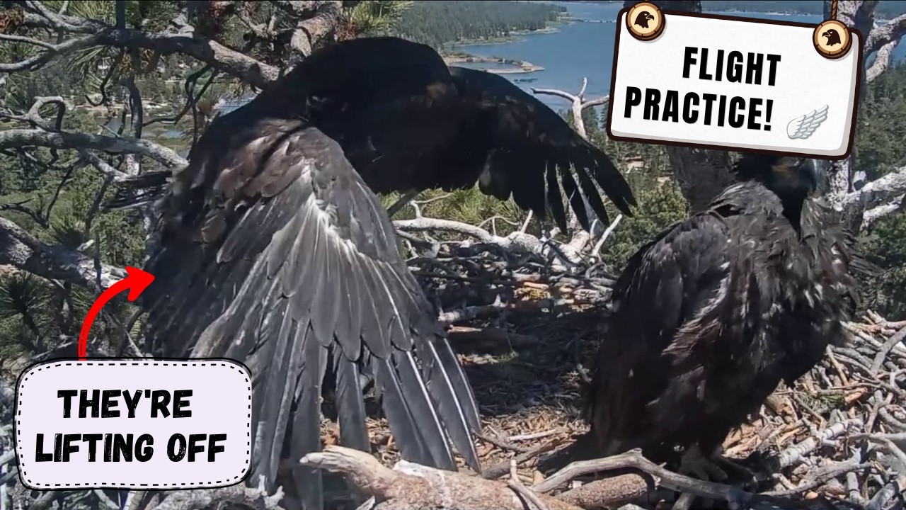 THEY'RE ALMOST FLYING! 😱 Sandy & Luna Hovering in Nest! | Big Bear Bald Eagles 2026