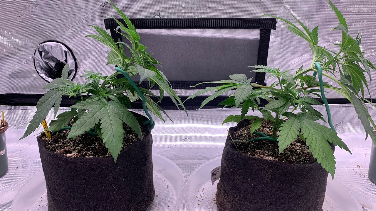 Blueberry Pancakes grow Part 5 (low stress training)