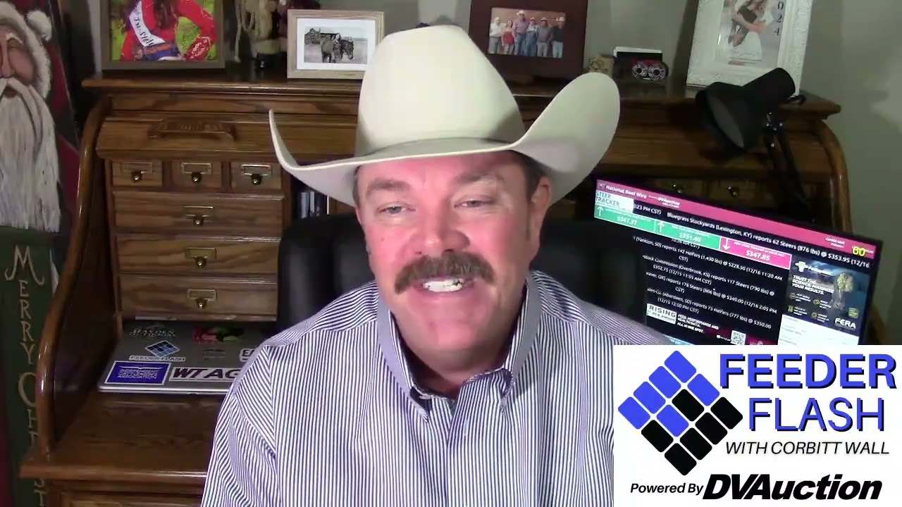 Feeder Flash 12/17:  Another Big Fed Cattle Auction
