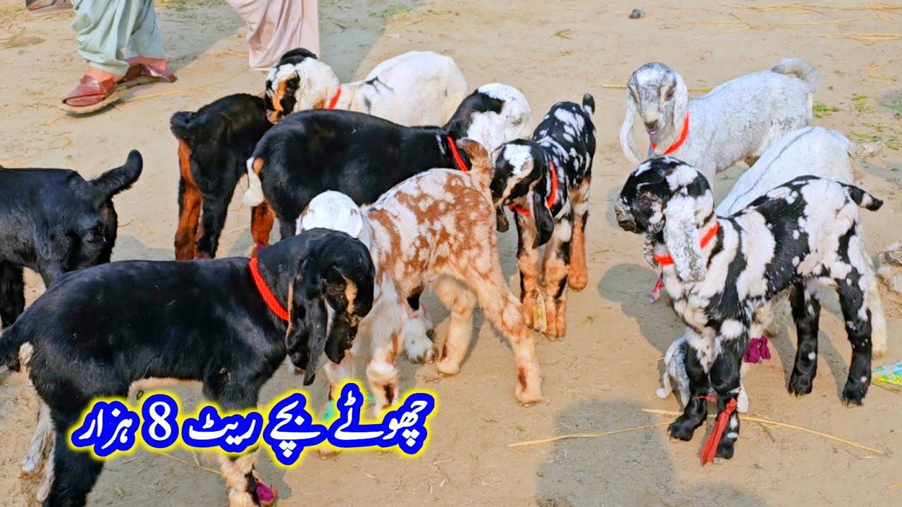 بکرا منڈی کا ریٹ چیک کریں اور چھوٹے بچے بکرے اور بکریاں ساری منڈی کا ویزٹ بھی کریں 