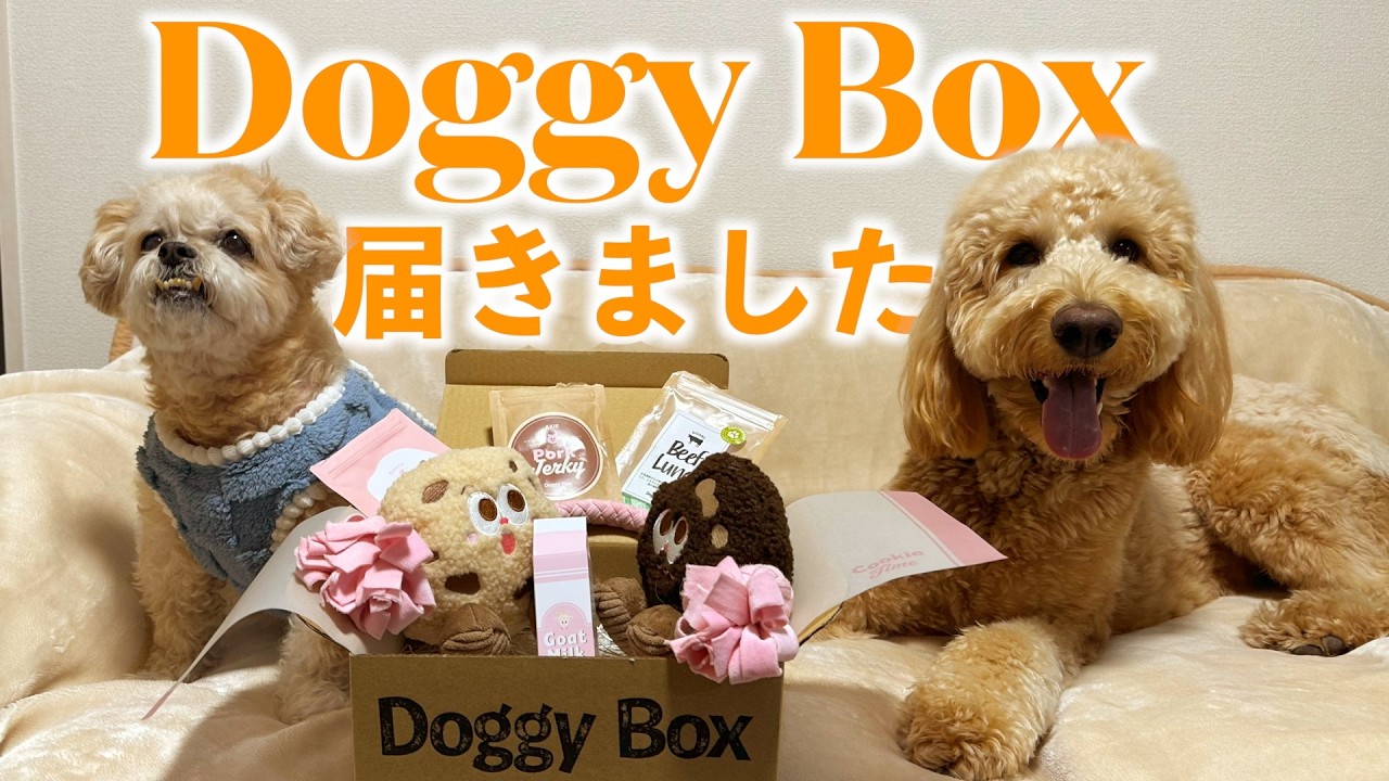 はじめてのDoggybox開封で大興奮！楽しすぎるオモチャと美味しいオヤツに大満足　#大型犬と暮らす#多頭飼い#ゴールデンドゥードル#シーズー