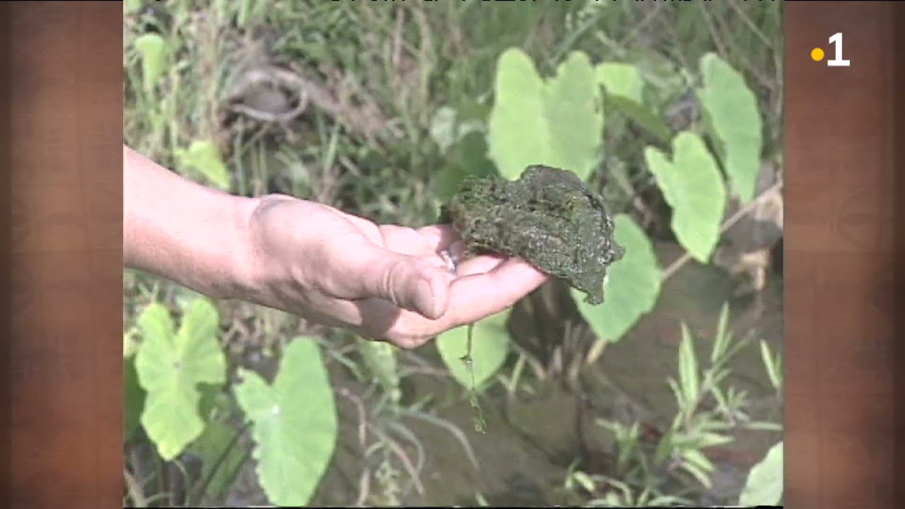 TALANOA: Manatu'i (Culture du taro à Futuna 1997)