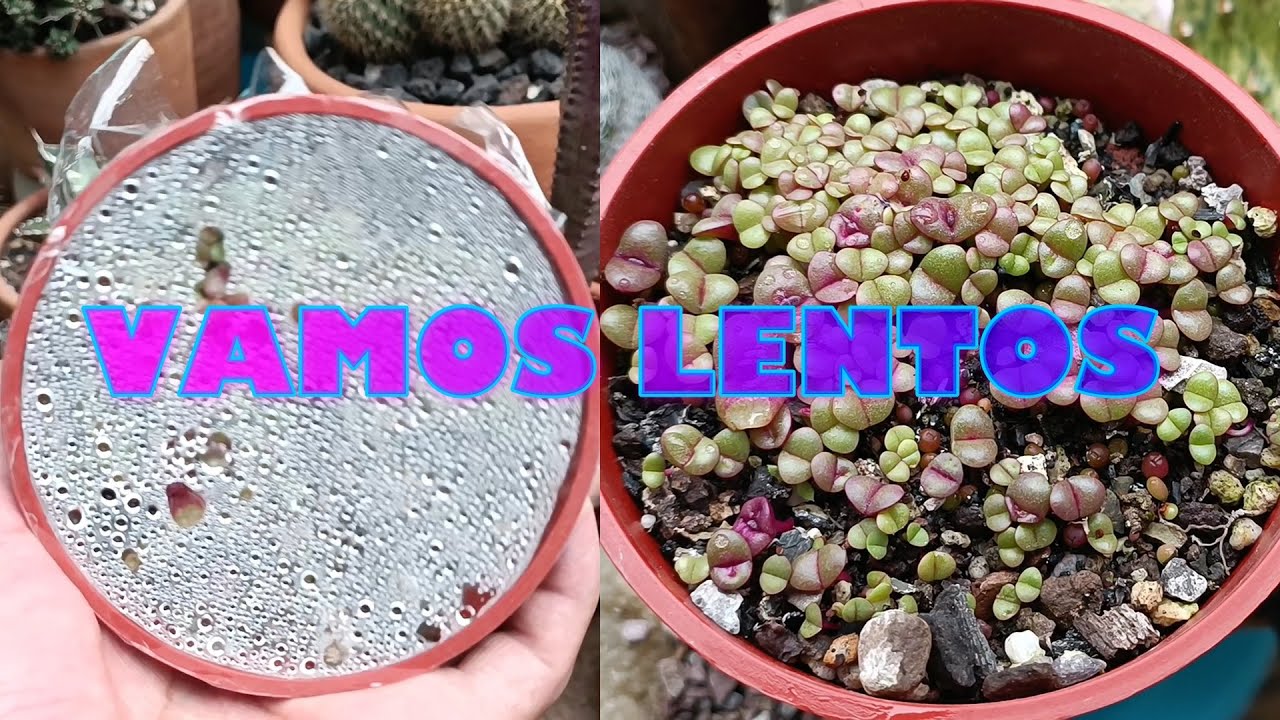 Vamos lentos mis jardineros #construcción #proyectos #suculentas