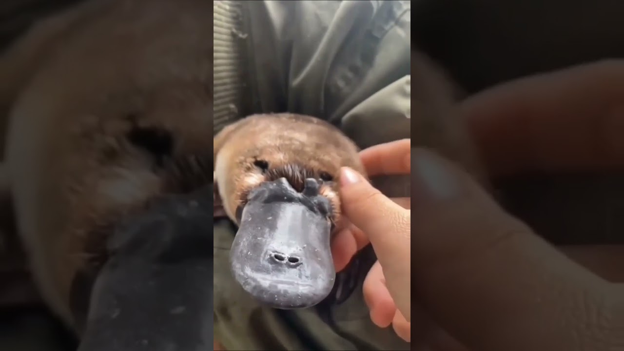 Домашний утконос