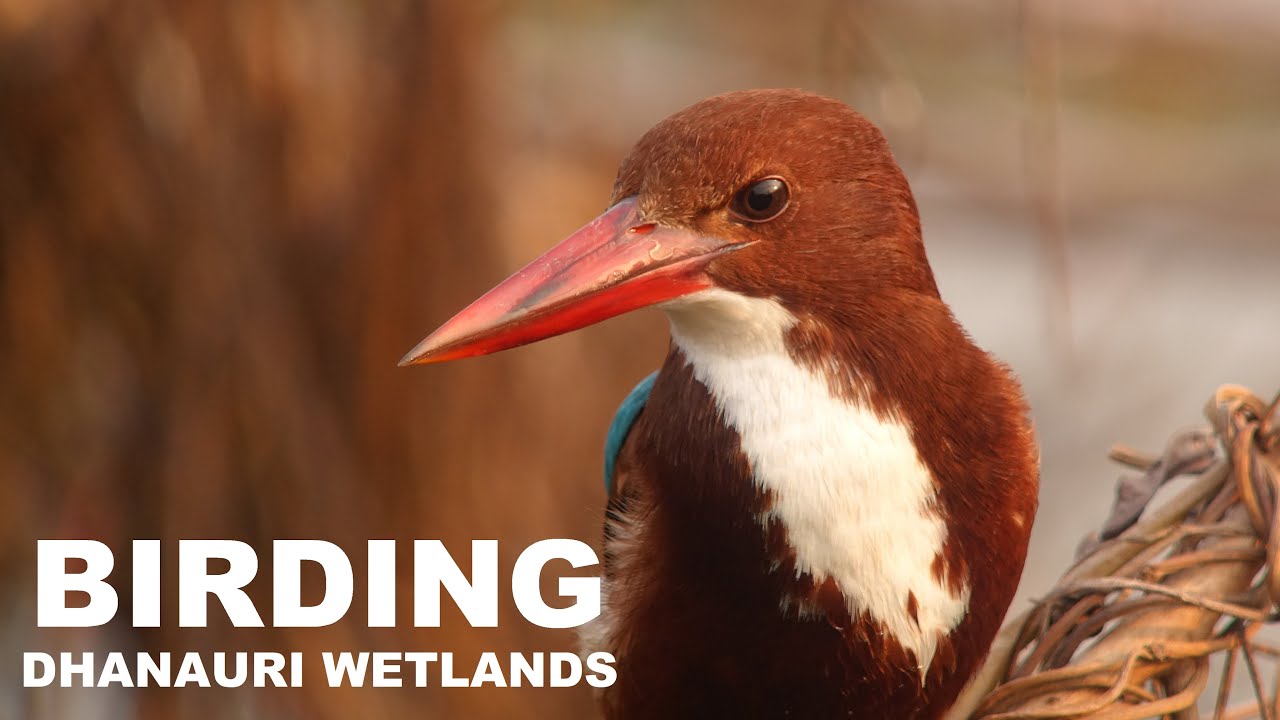 BIRDING DHANAURI WETLANDS