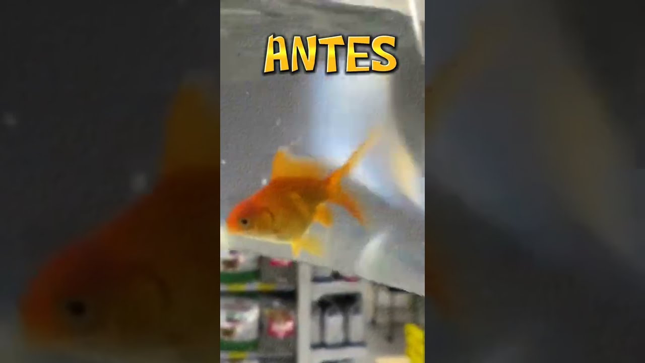 Antes e depois Peixe Dourado kinguio #shorts