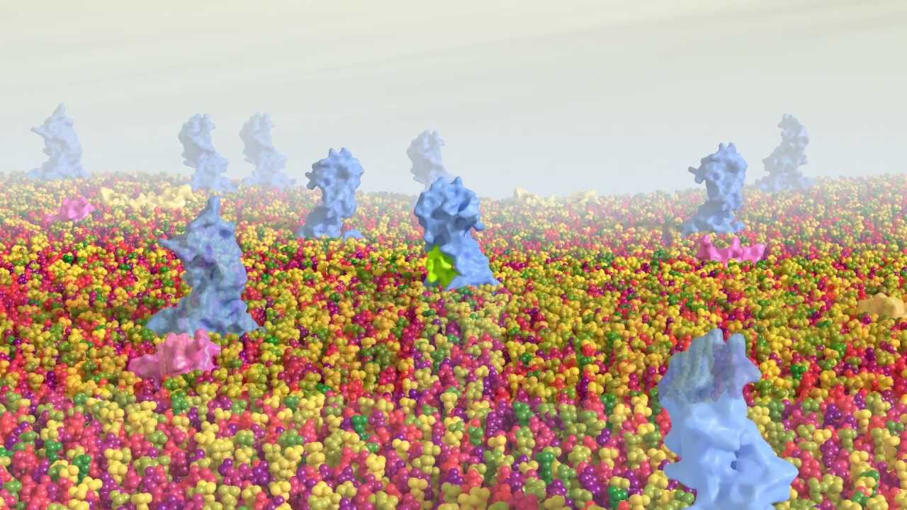 G Protein Coupled Receptor