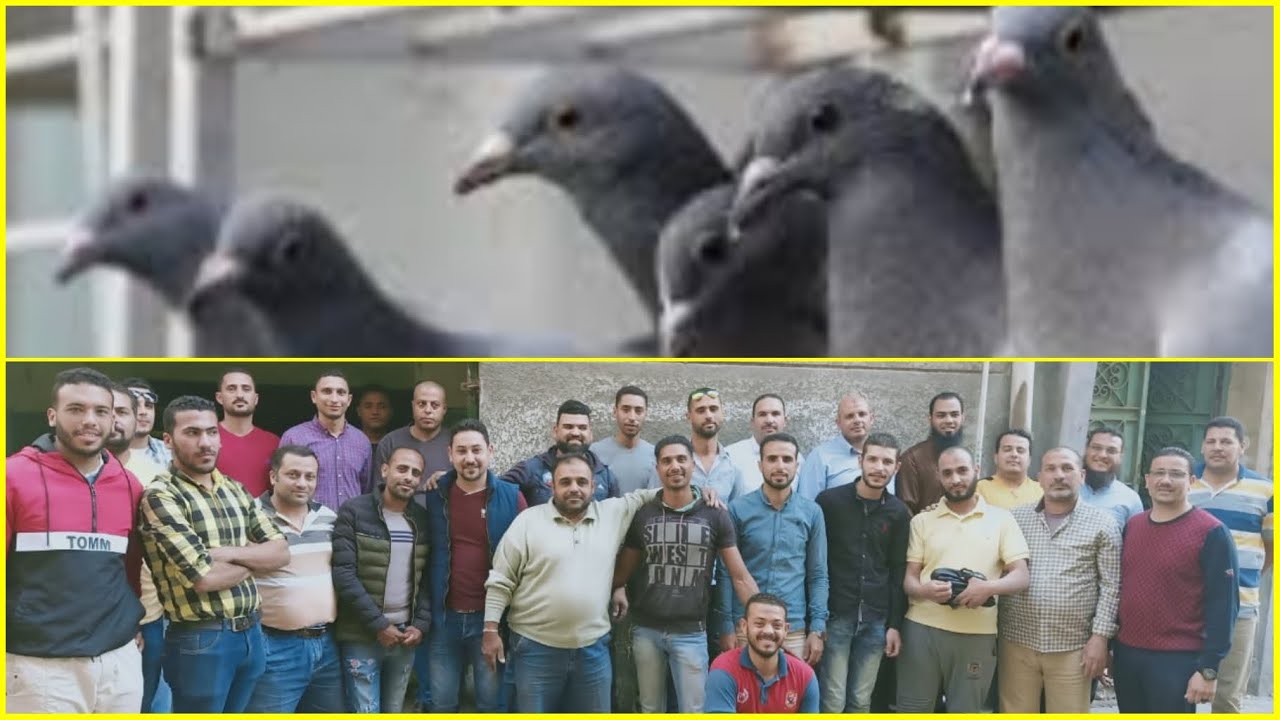 الاستعداد لمسابقه الحمام الزاجل الجزء الاول get ready for the biggest pigeons competition part 1
