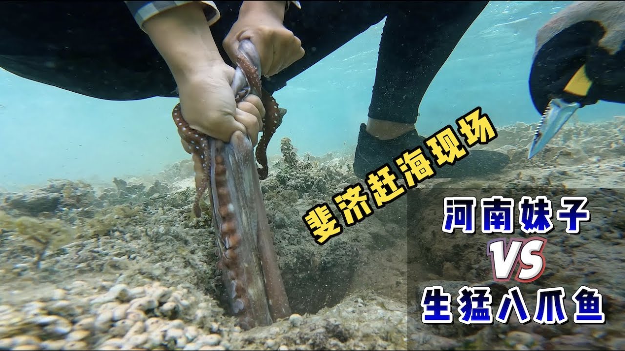 《斐济》第12天：我的天呐，河南妹子徒手就把贼大的八爪鱼给收了！#环球旅行 #旅行攻略 #旅行 #赶海 #斐济