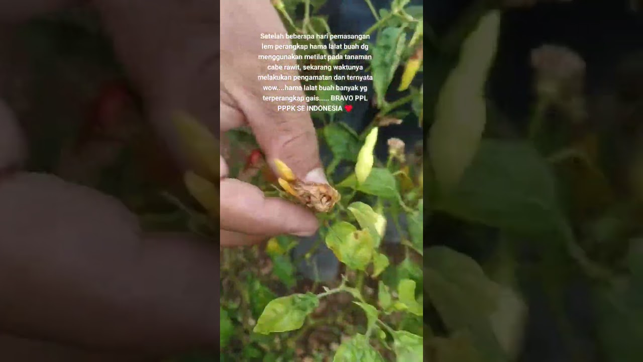 Ayo kita lakukan pengamatan setelah beberapa hari memasang lem perangkat hama lalat buah pd cabai 