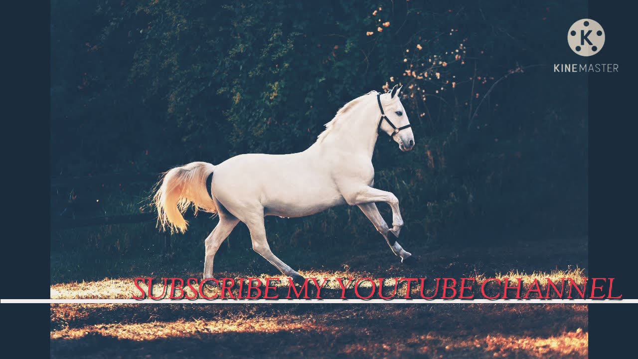 A-SERIES New song New music horse lover status #statuslover #horselover