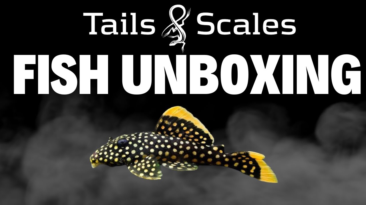 Brazil Fish Unboxing - Tons of Plecos!