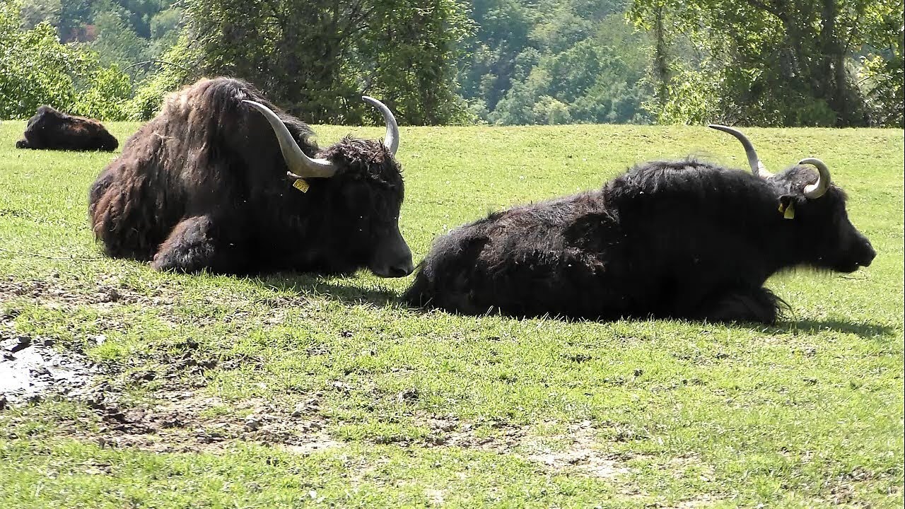 Parco Safari delle Langhe