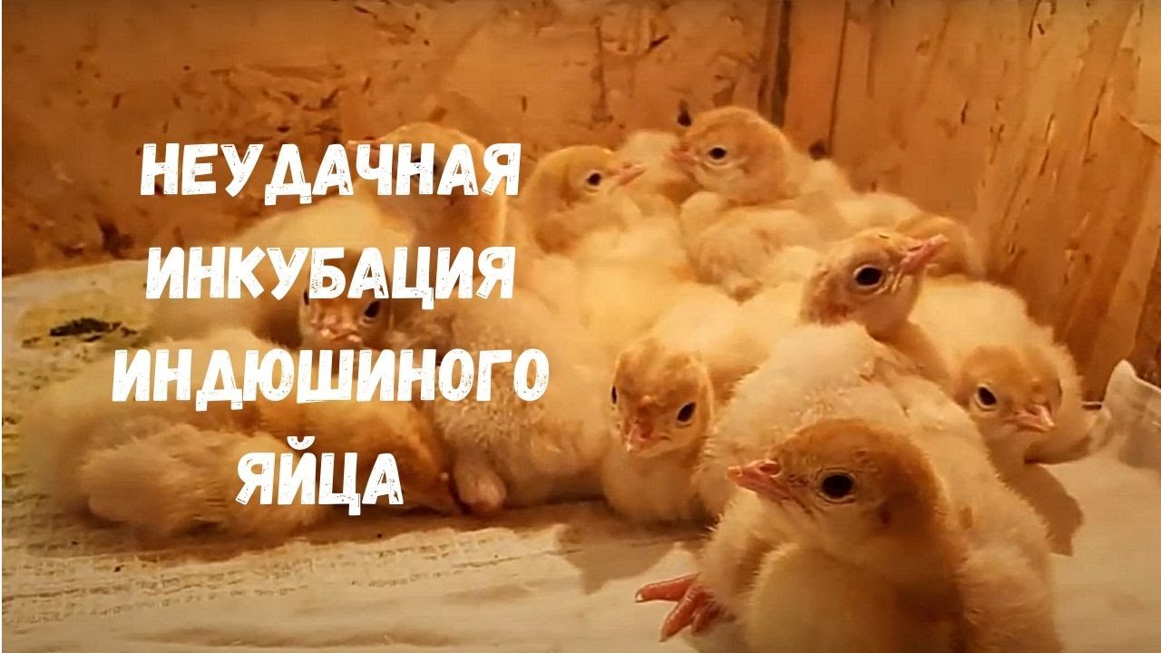 Неудачная инкубация индюшиного яйца Хайбрид Конвертер