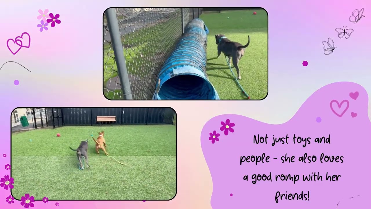 Adoptable Cutie at SPCA Monterey County - Molly!