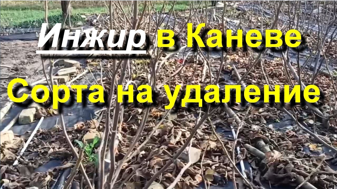 Инжир в Каневе. Сорта не прошедшие проверку. 2025 11 17