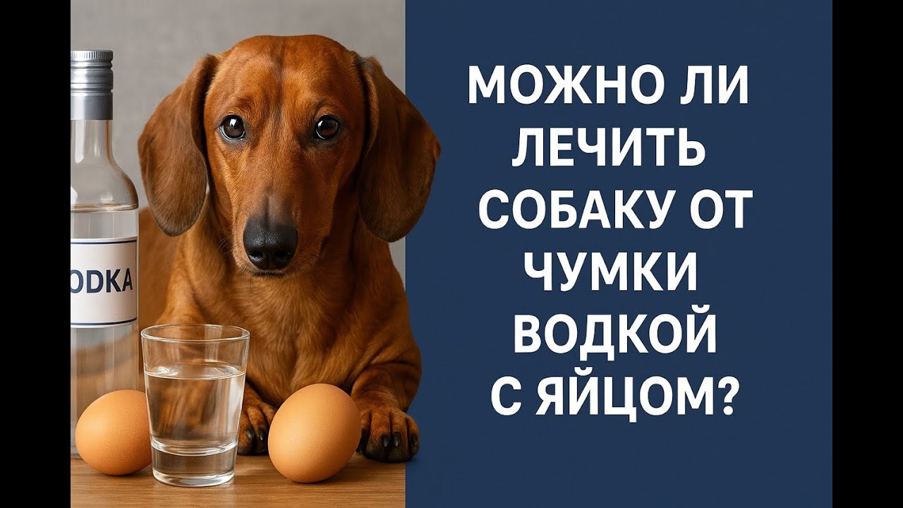 Можно ли собаку вылечить от чумки и других вирусных болезней водкой с яйцом и как это помогает