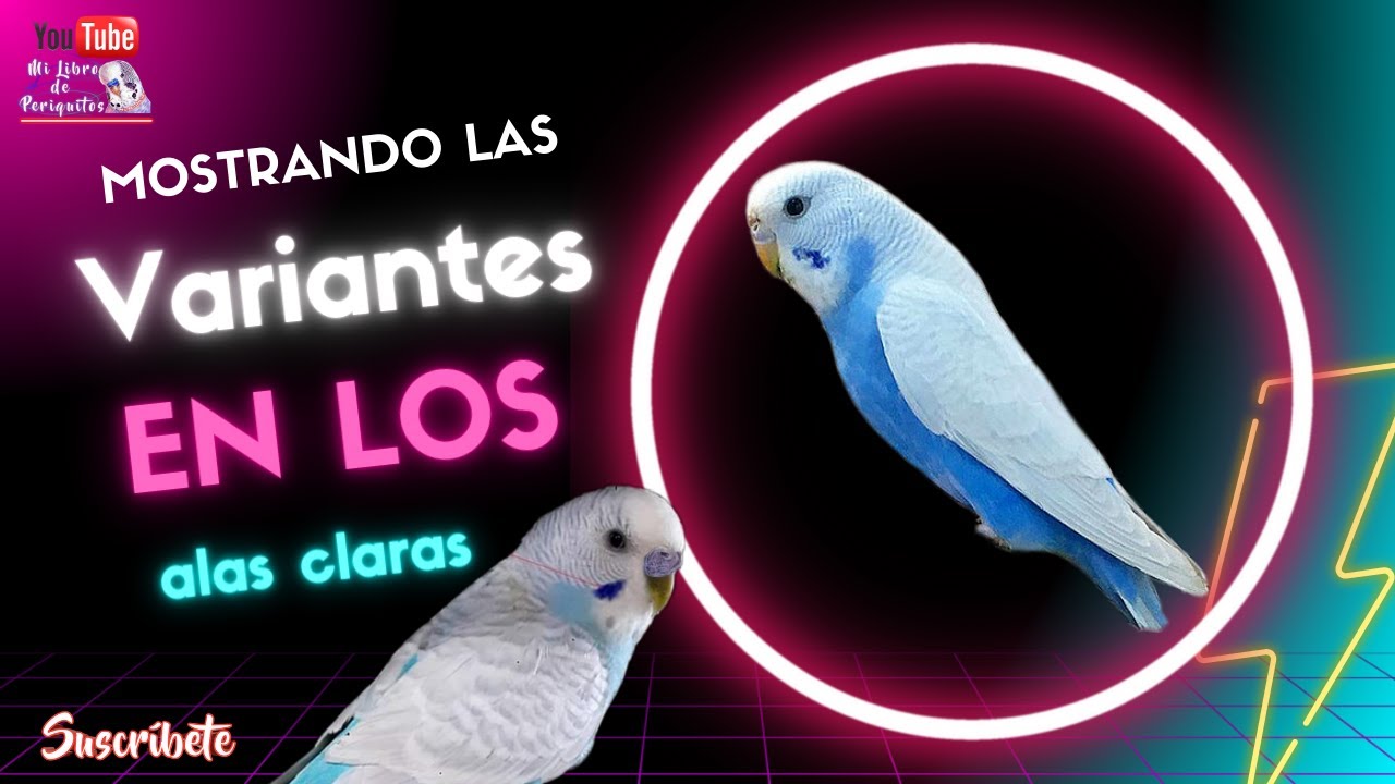 Variantes en los Periquitos Alas Claras