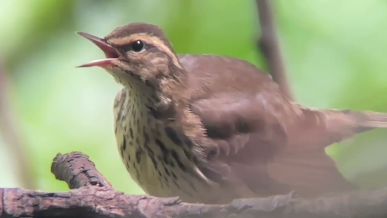 Brad Balliett: Wild Birds (live performance by Exponential Ensemble)