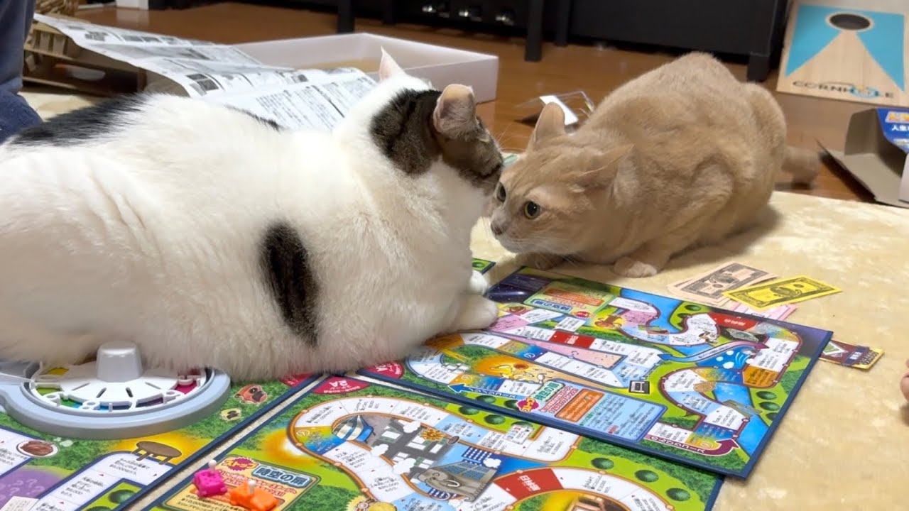 新年早々ご機嫌ナナメでゲームの場を荒らす猫