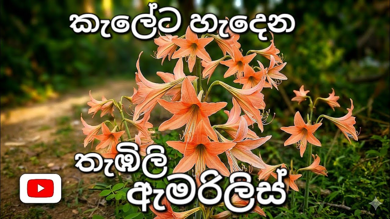 තැඹිලි ඇමරිලීස් / Orange Lily
