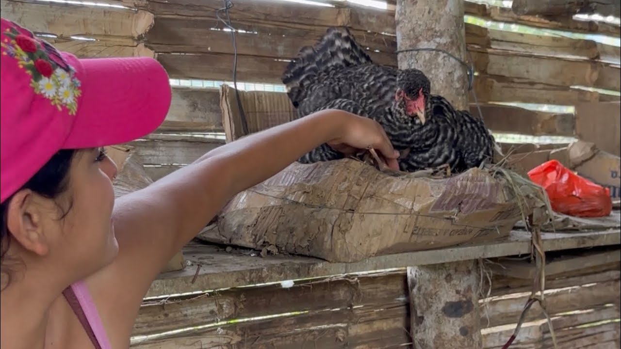 Nació mi pollito abarcado por una paloma    ~ Saida ZC ~ 💚