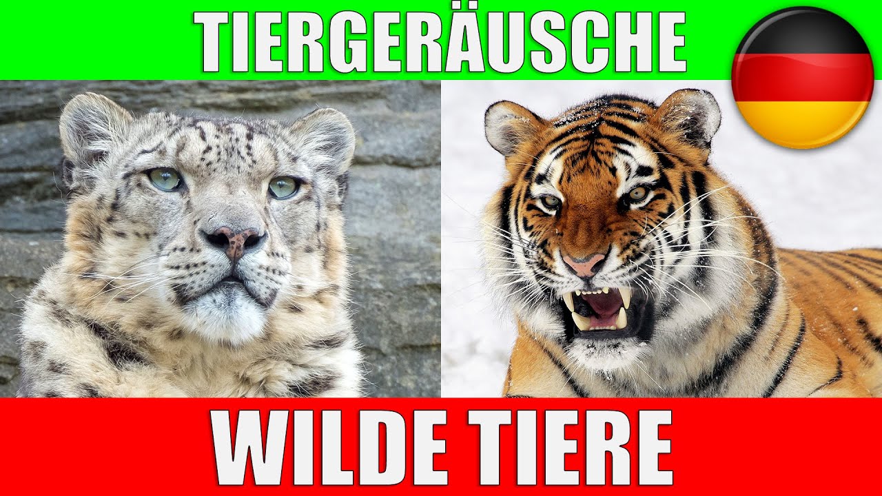 WILDE TIERE für Kleinkinder - Tierstimmen für Kinder, Kindergarten, Baby auf Deutsch | Lernvideo