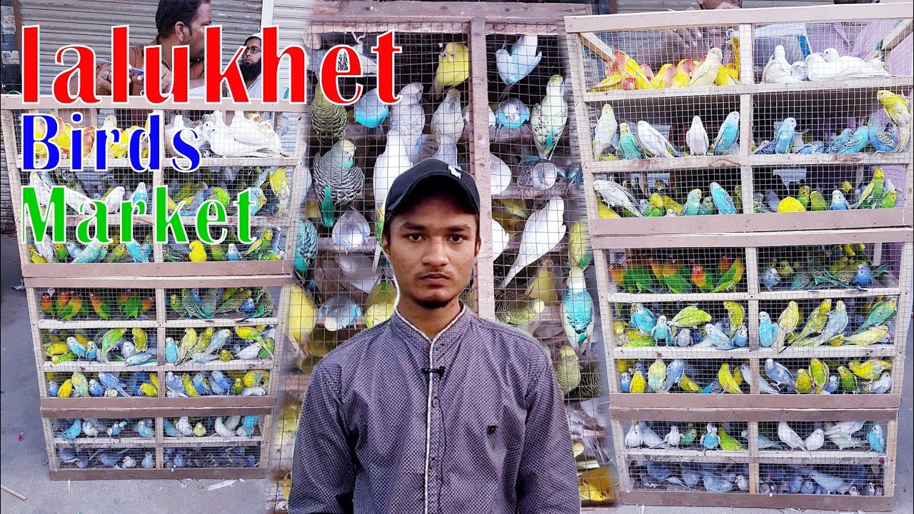 Karachi Birds Market Lovebirds Exhibition Budgies Cockatiel Parrots