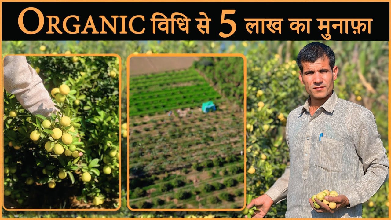 बिना खर्च लाखों का मुनाफा @BhartiyaKisaan_bk | Lemon Farming In Hariyana | Neembu Ki Kheti