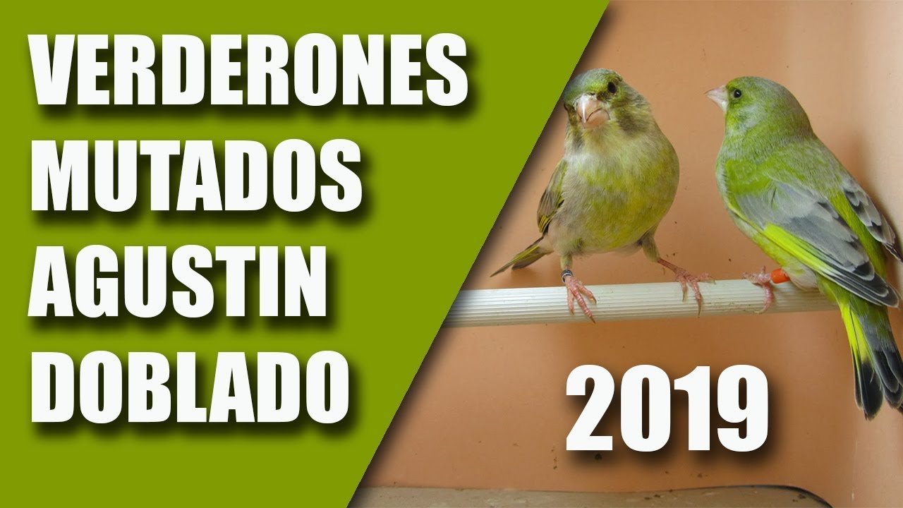 VISITANDO AVIARIOS (VERDERONES MUTADOS) 2019