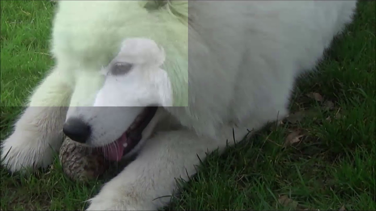 Samoyède éducation canine Odéon