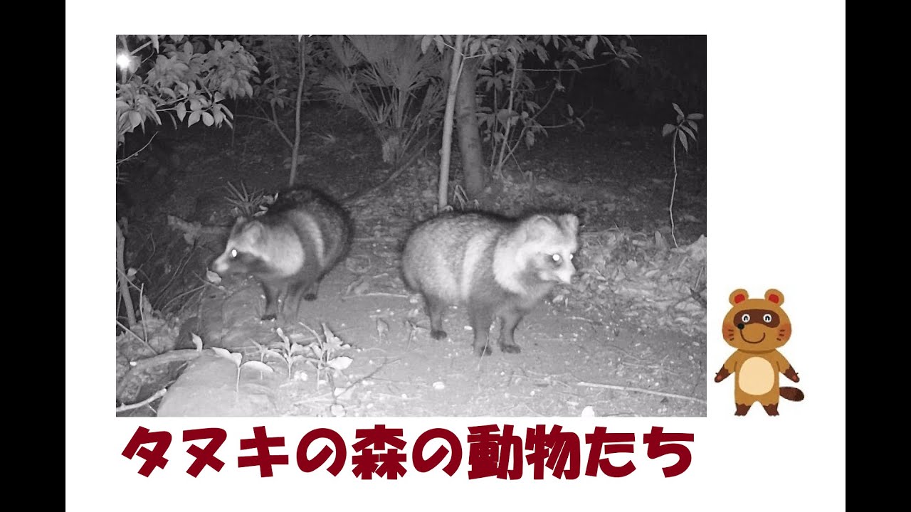 タヌキの森の動物たち