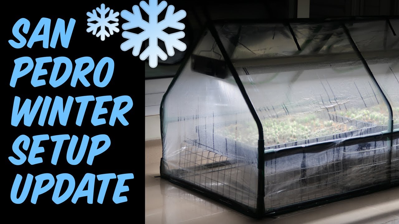 Update on my San Pedro Cactus Winter Setup