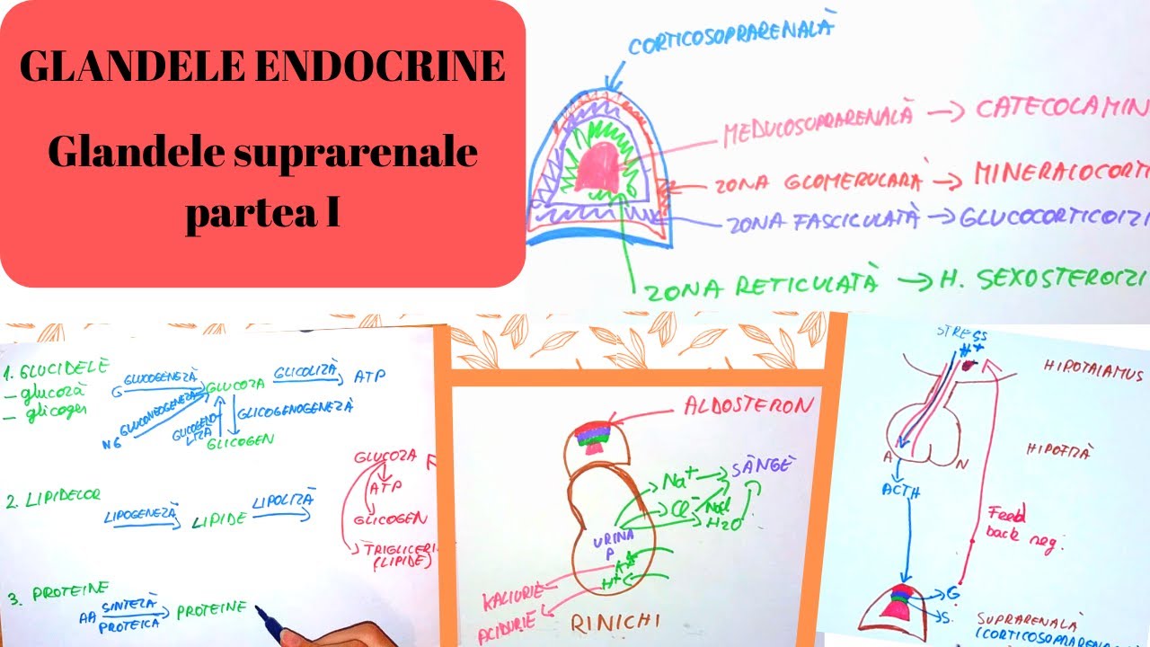 ADMITERE MEDICINA: GLANDELE ENDOCRINE 3: Glandele suprarenale partea I