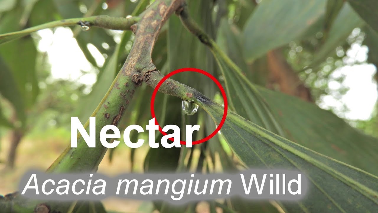 Acacia mangium Willd - Nectar