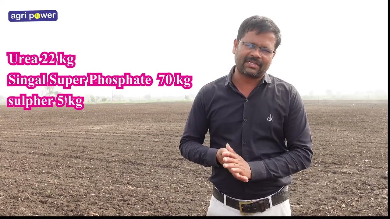तीळ लागवड कधी पर्यंत करू शकतो आणि काही बारकावे, लागवडीच्या आधी समजून घ्या !!