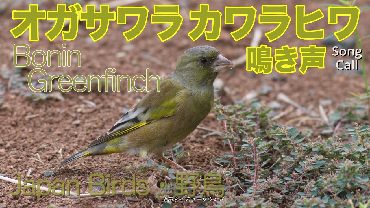 音楽無し 小笠原固有種 オガサワラカワラヒワ鳴き声 / Bonin  Greenfinch  No Music