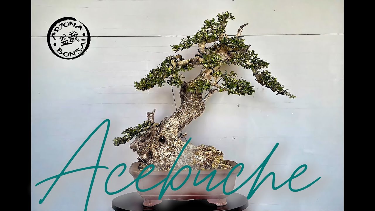 Bonsai Olea Sylvestris
