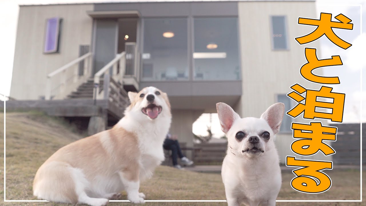 敷地面積約200坪！貸し切りコテージに泊まるコーギー【funny corgi】