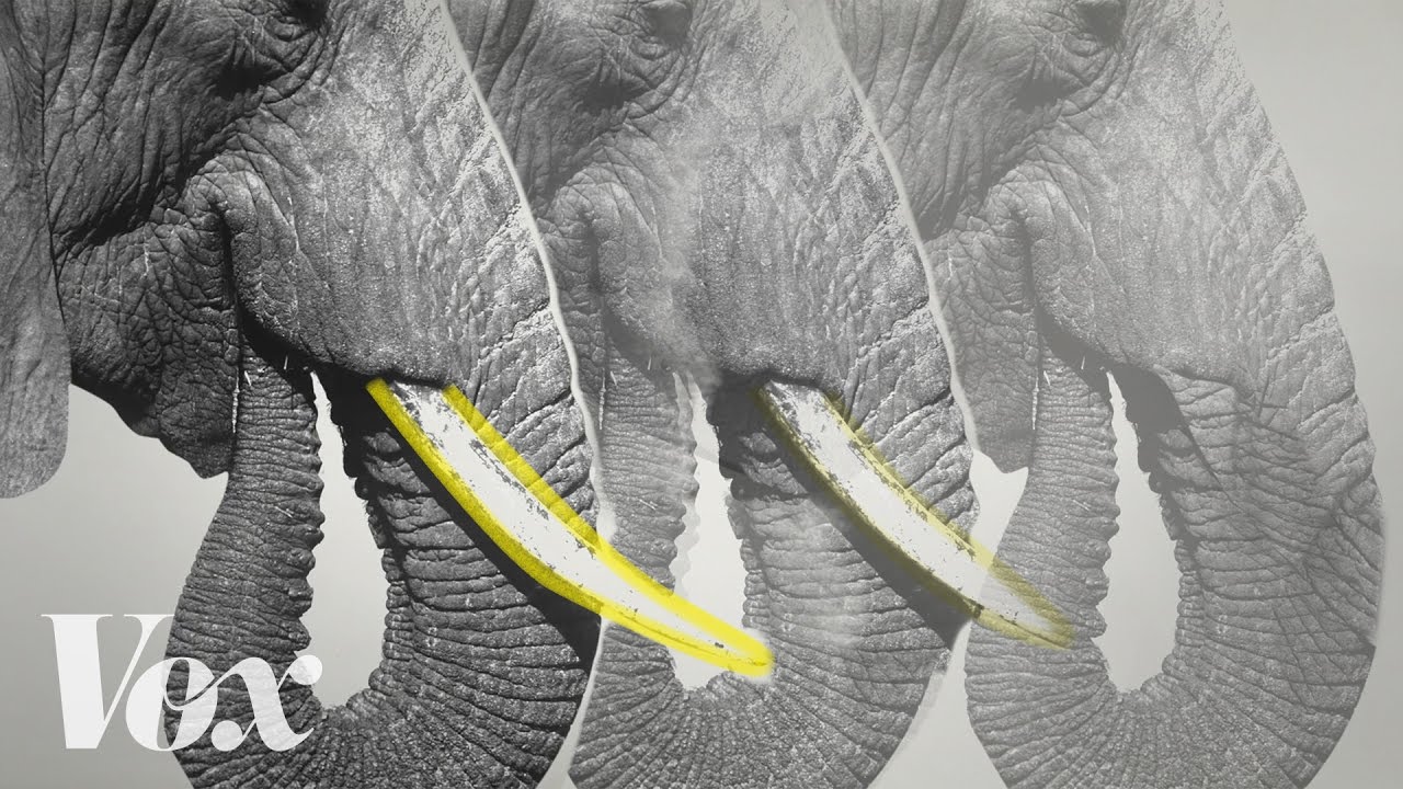 How poaching is changing the face of African elephants